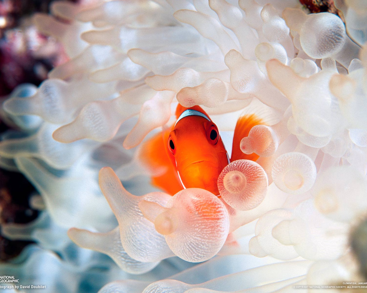 Коралловая рыбка