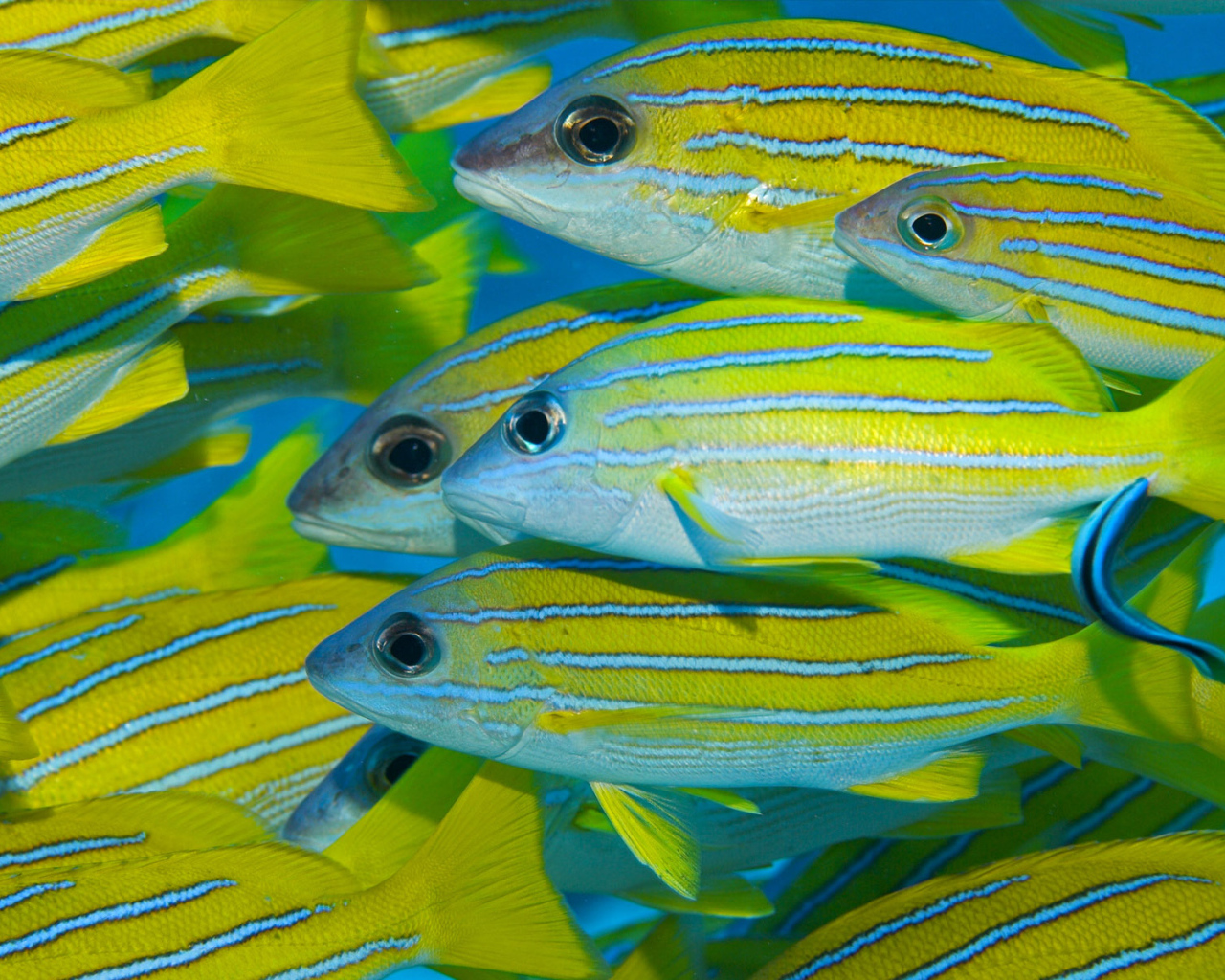 Коралловые рыбки