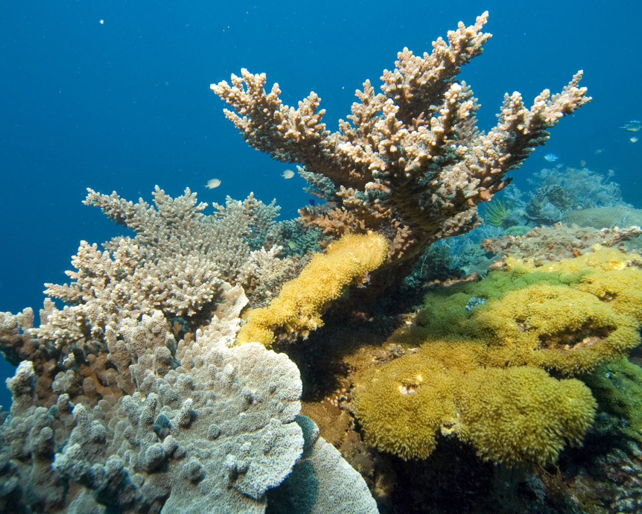 Кораллы Красного моря