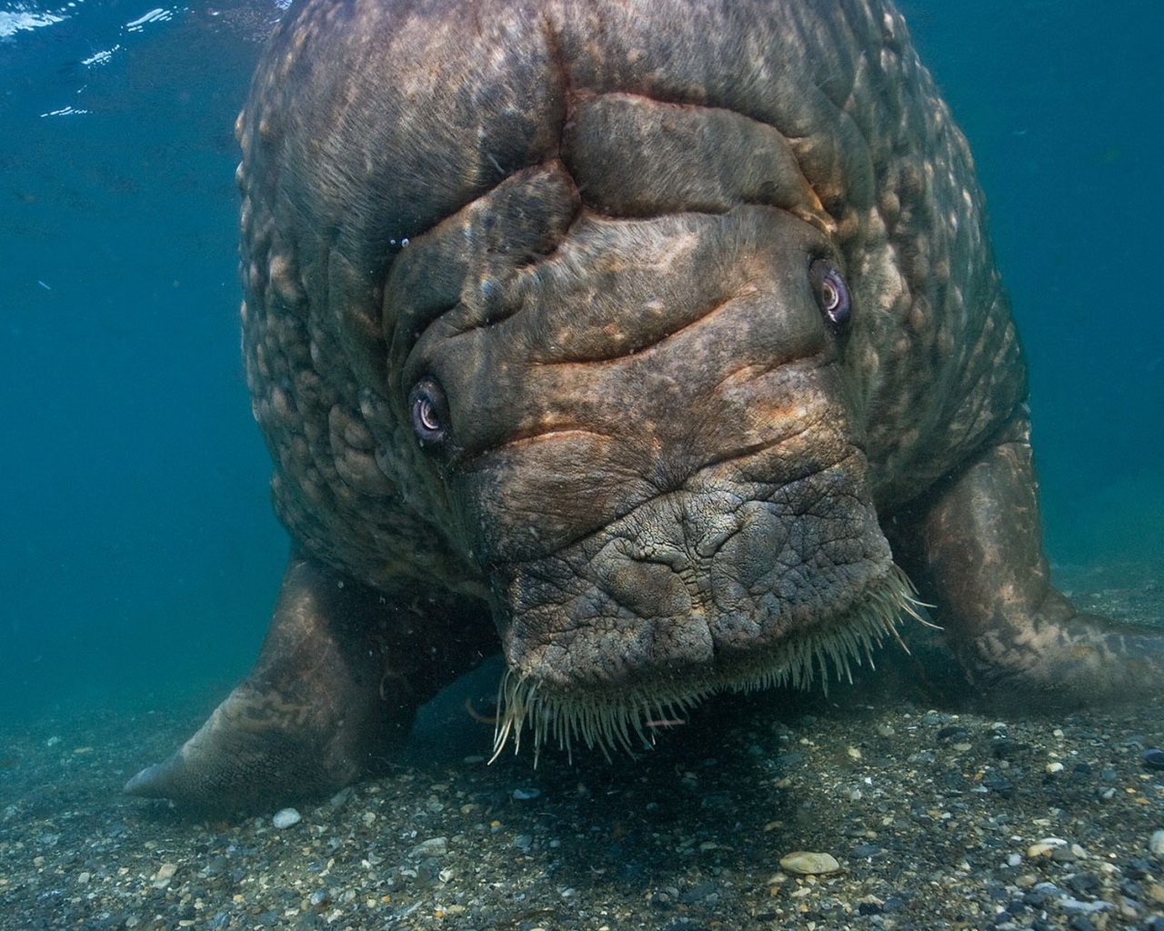 Морская корова