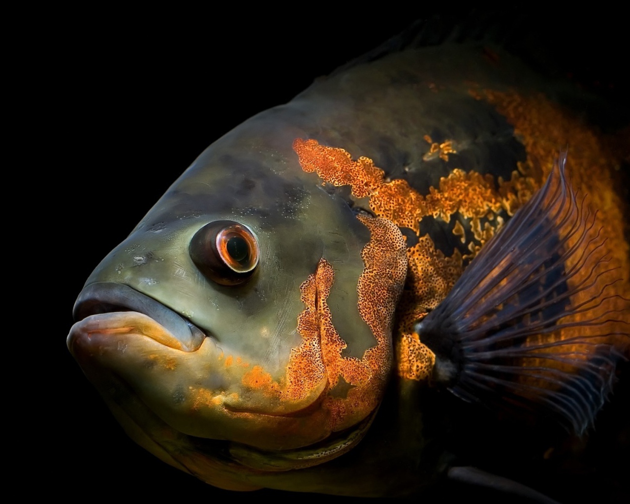 Глубоководная рыба