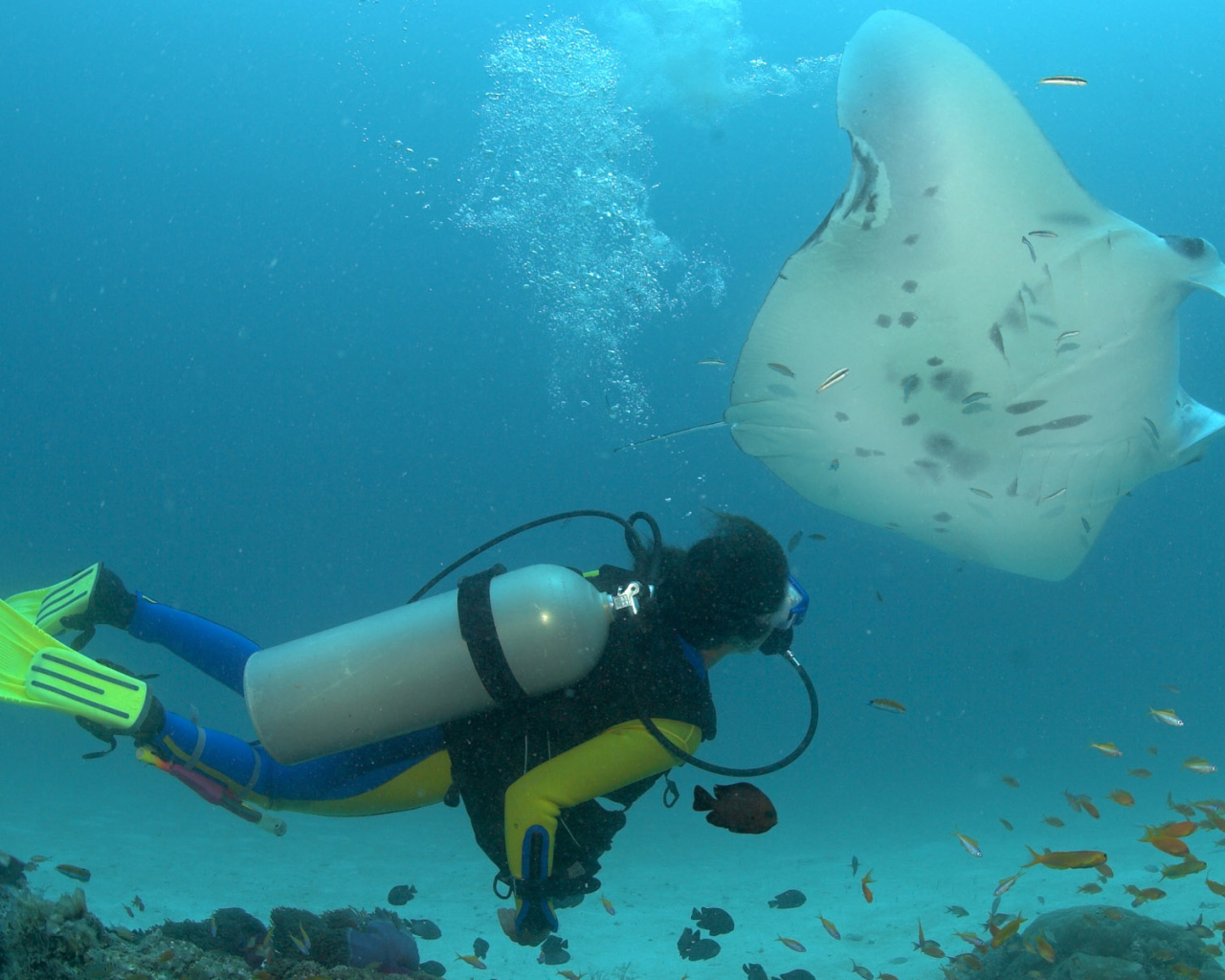 Дайвер и скат