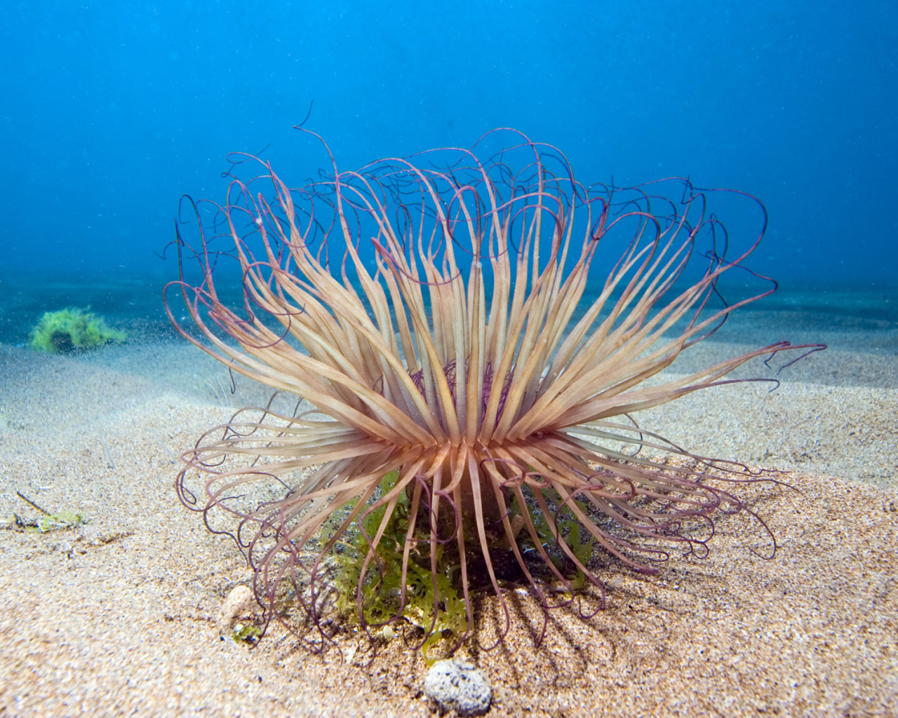 Обитатель морского дна