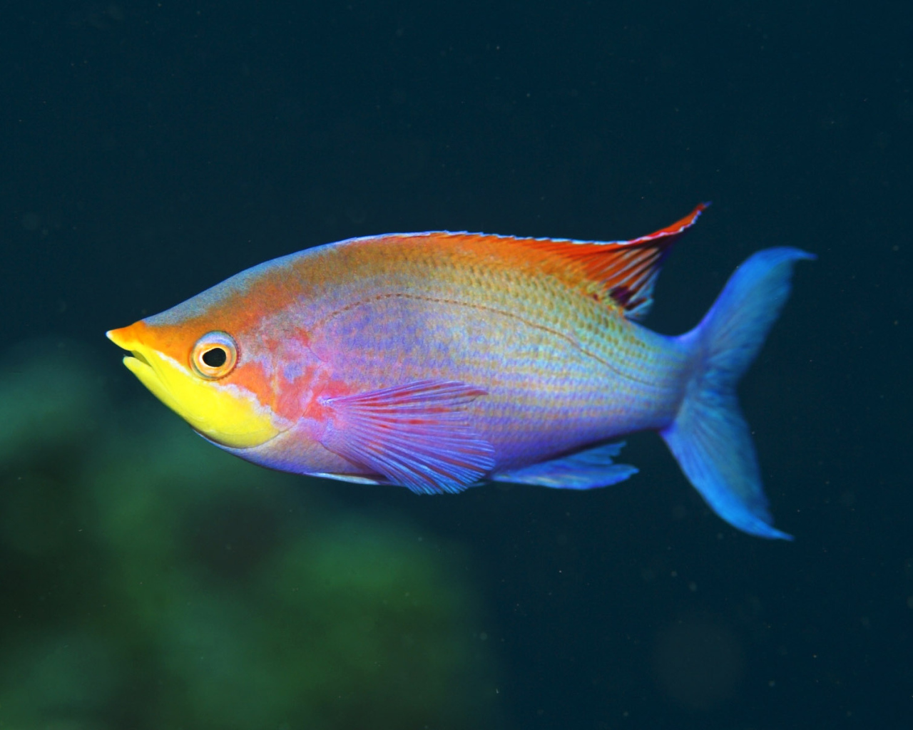 Смешная рыбка