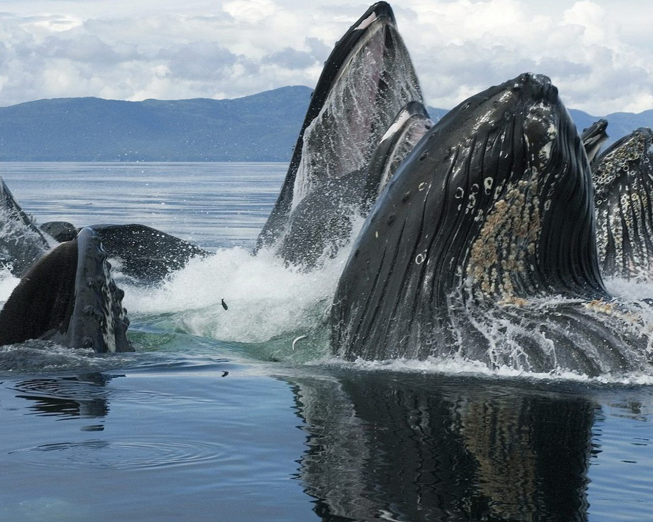 Горбатые киты