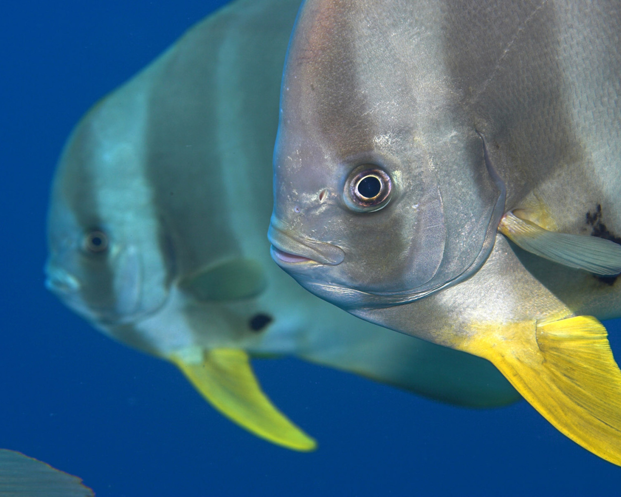 Обитатели Красного моря