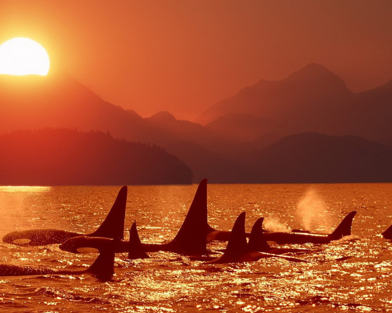 Касатки на закате