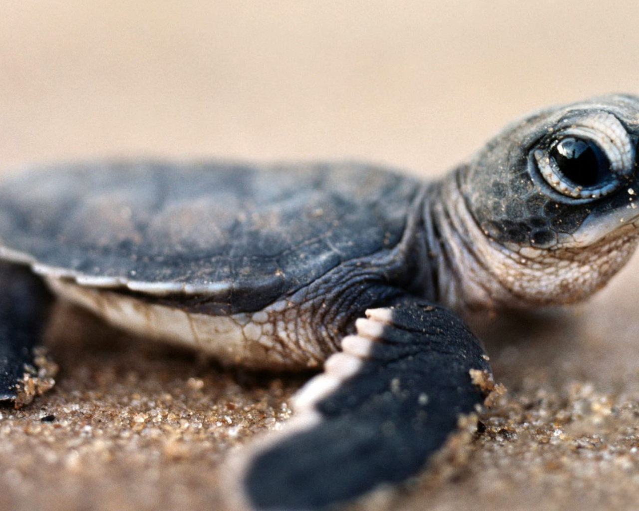 Черепашонок