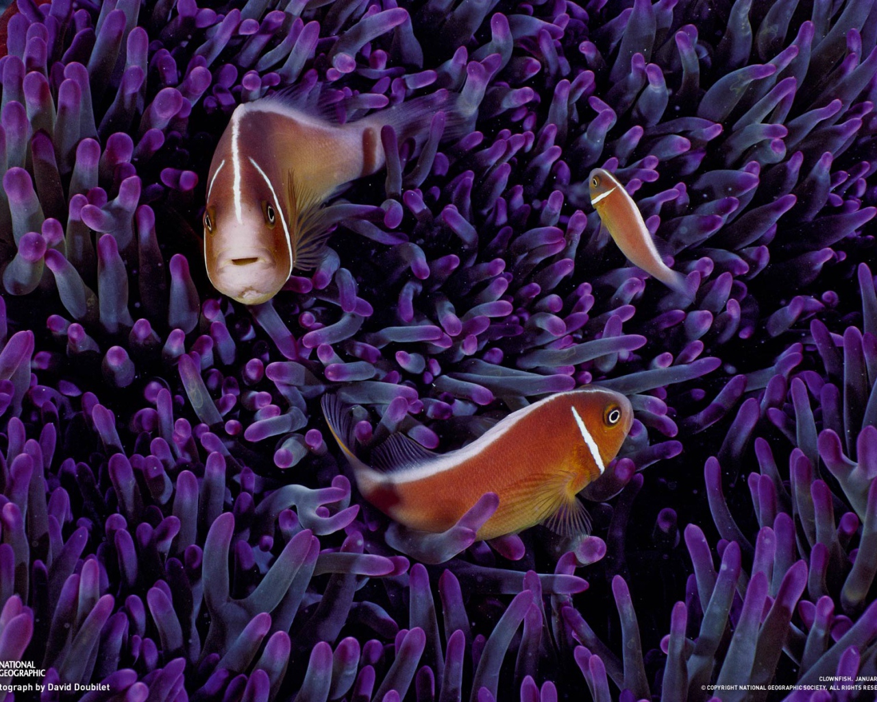 Морские рыбки