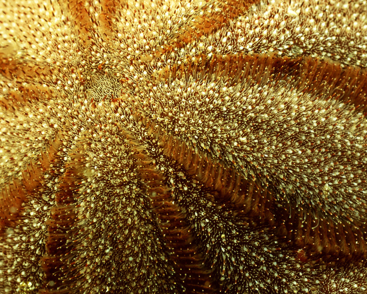 Морская живность