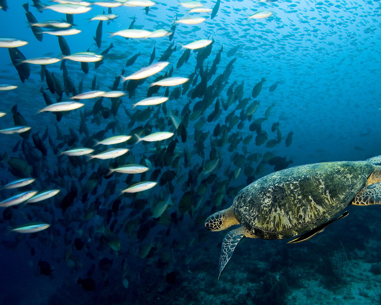 Морская черепаха