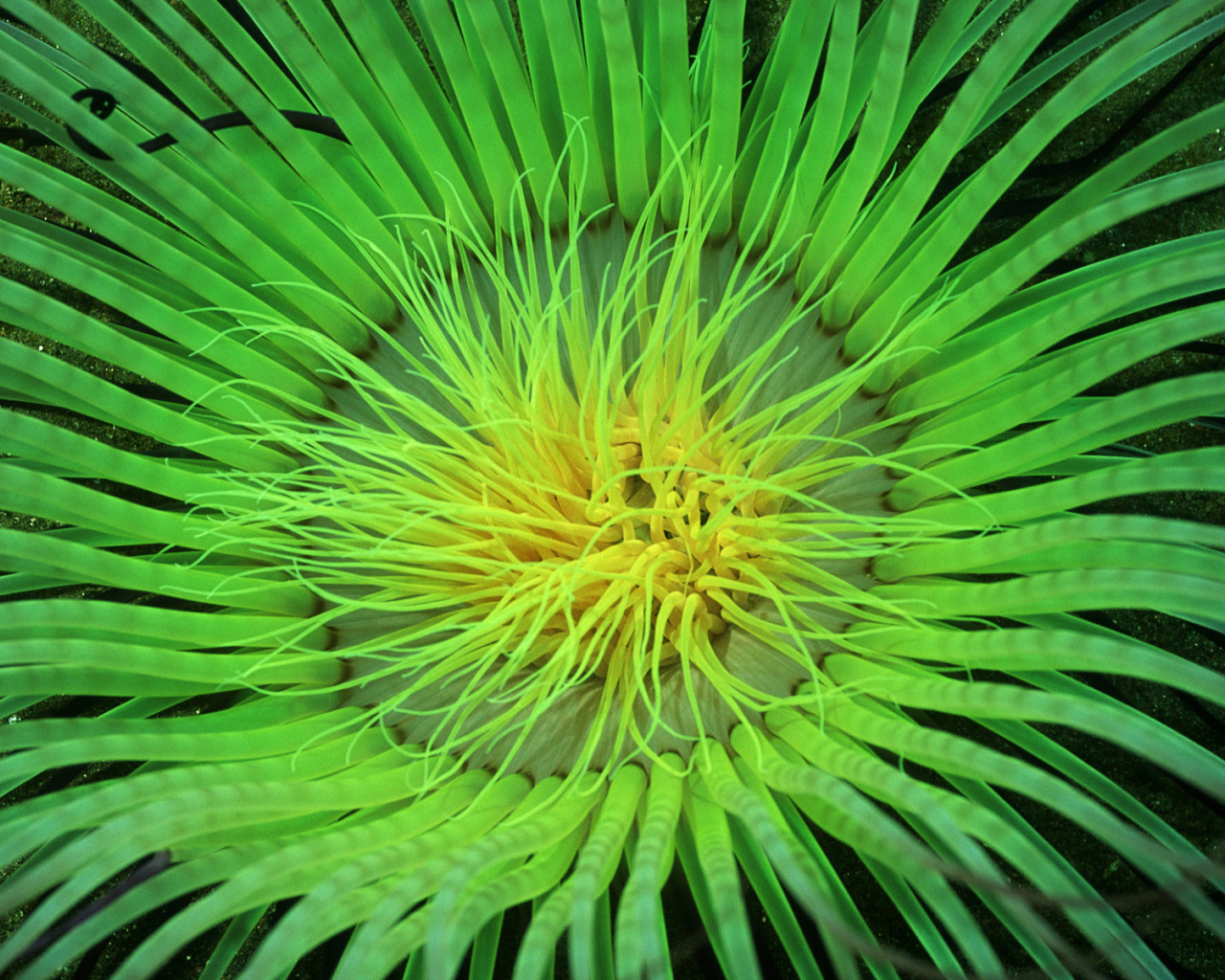 Морское растение