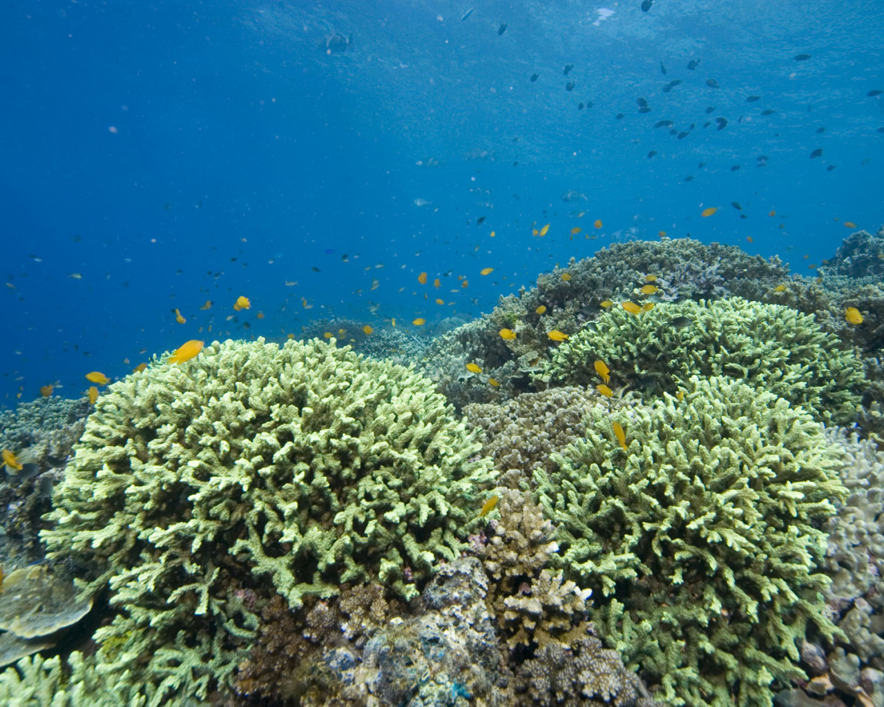 Кораллы Красное море