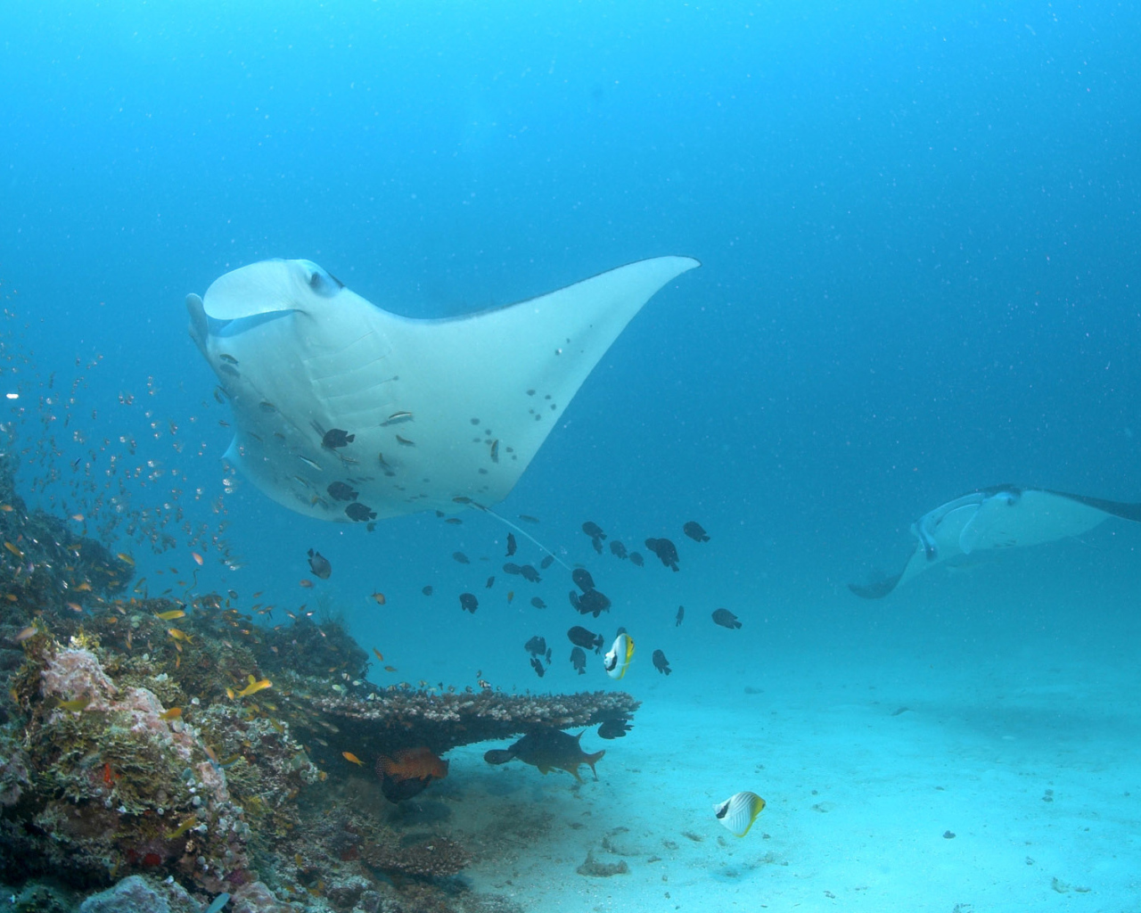 Красное море Скат