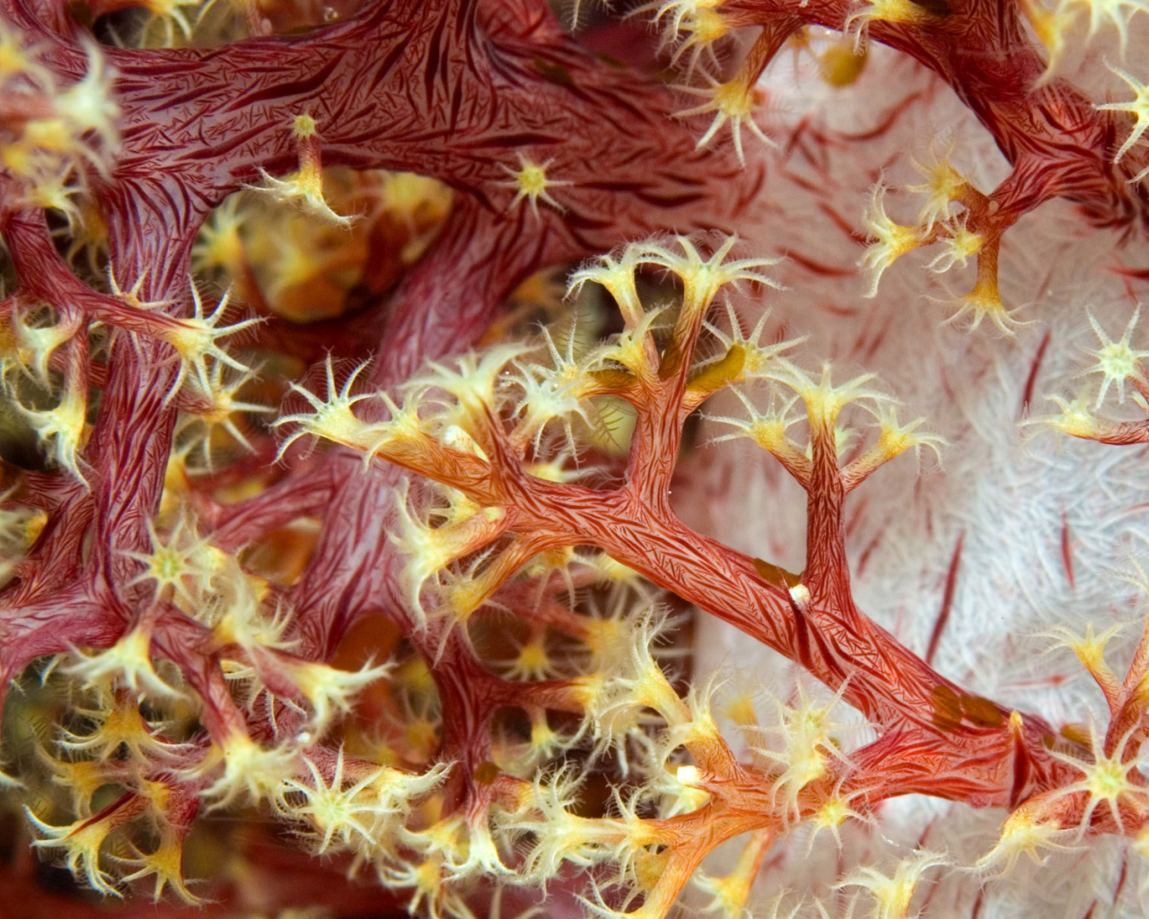 Красные кораллы