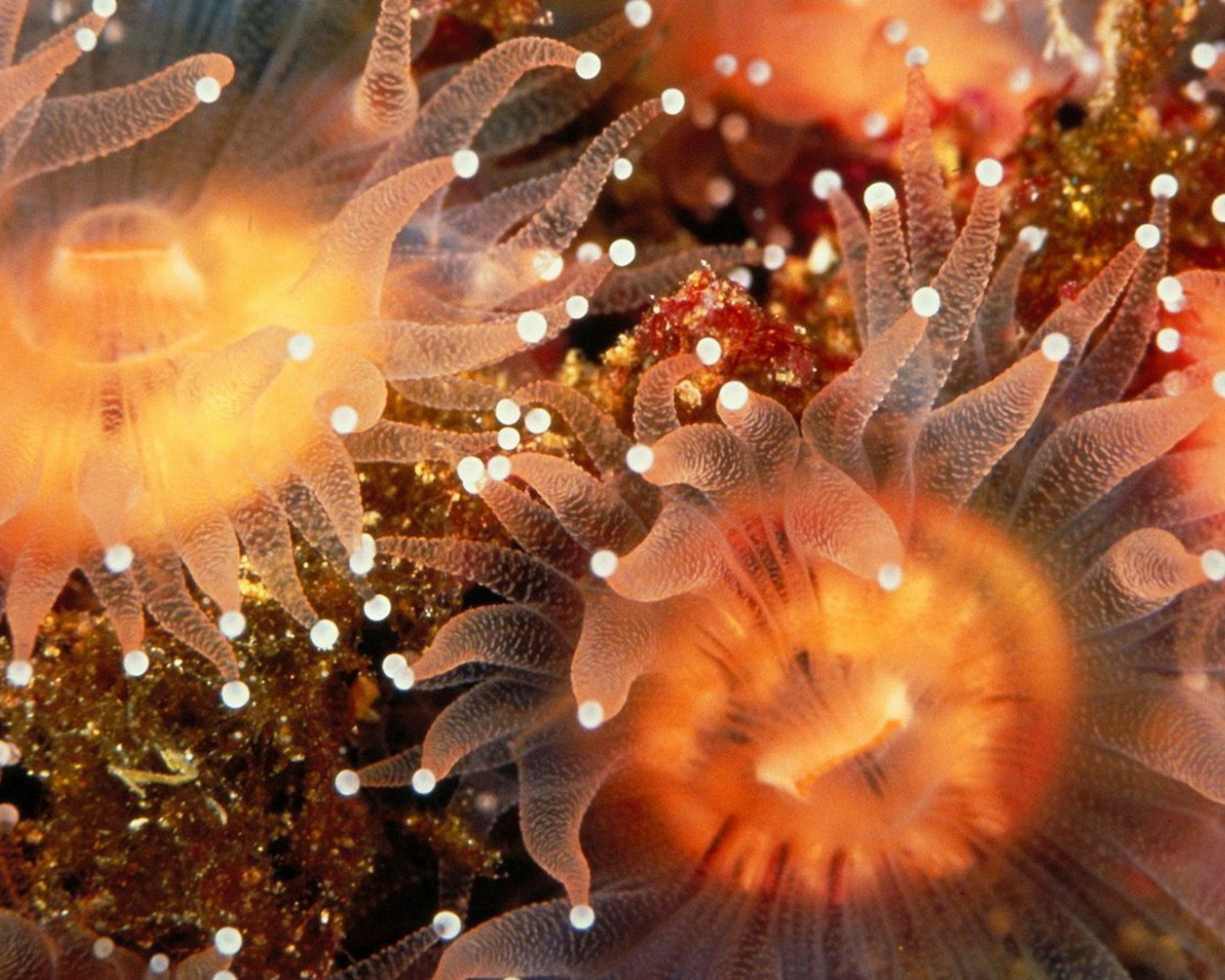 Морские анемоны