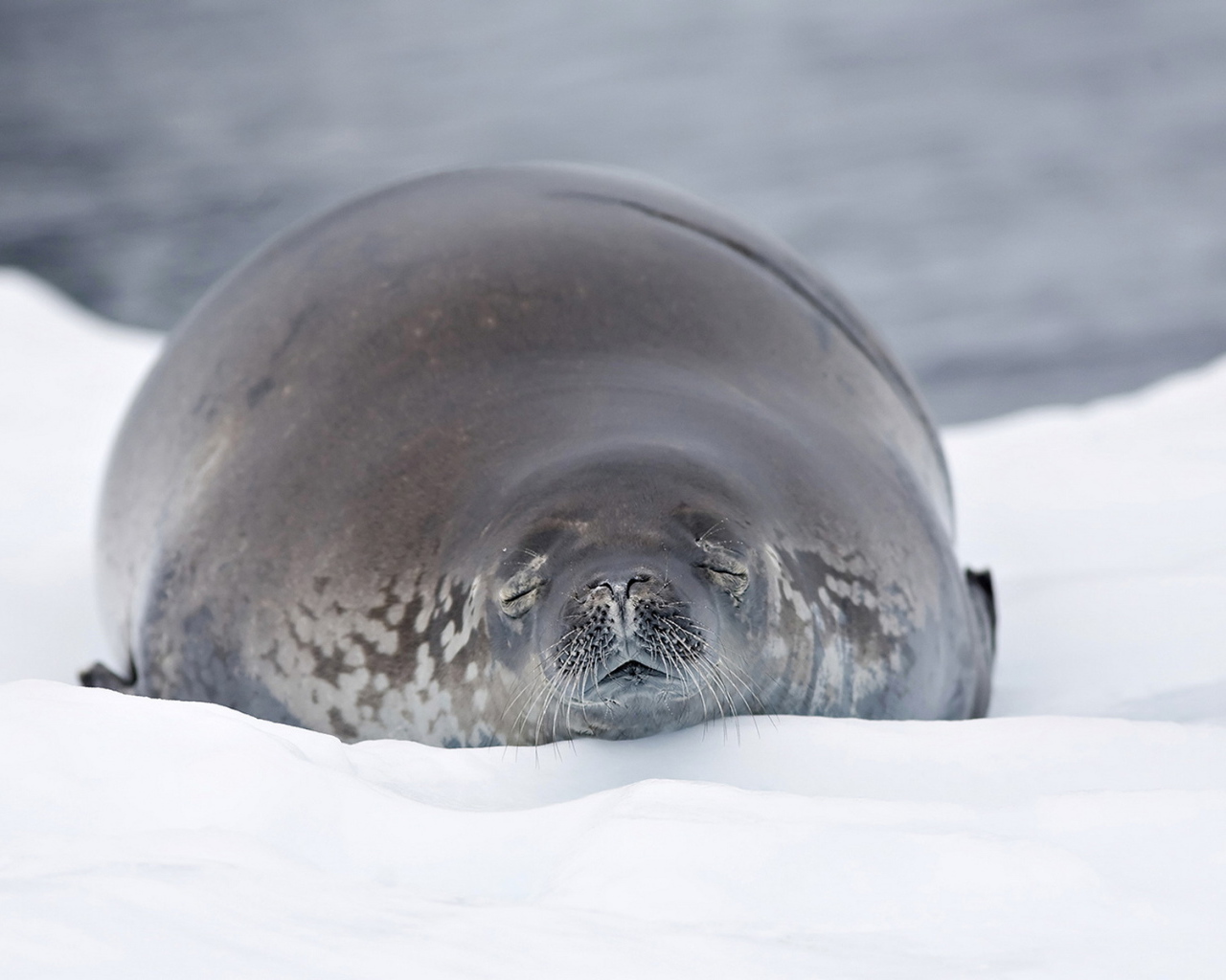 Морской лев