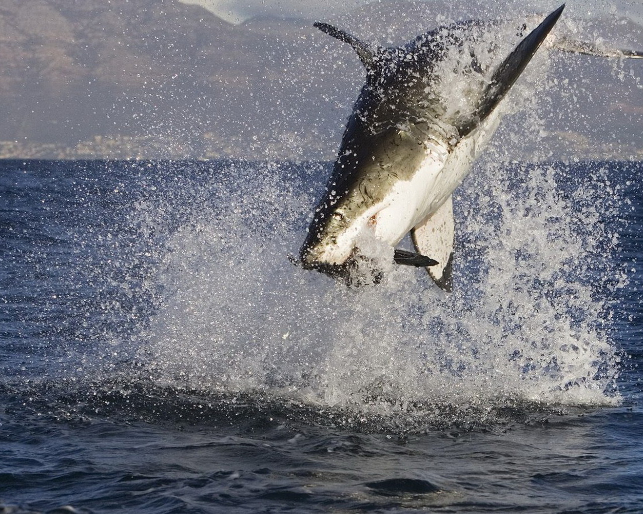 Акула в нападении