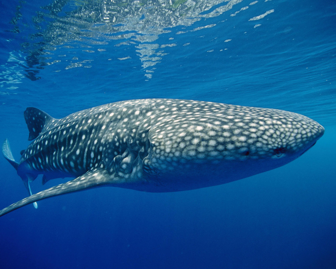 Тигровая акула