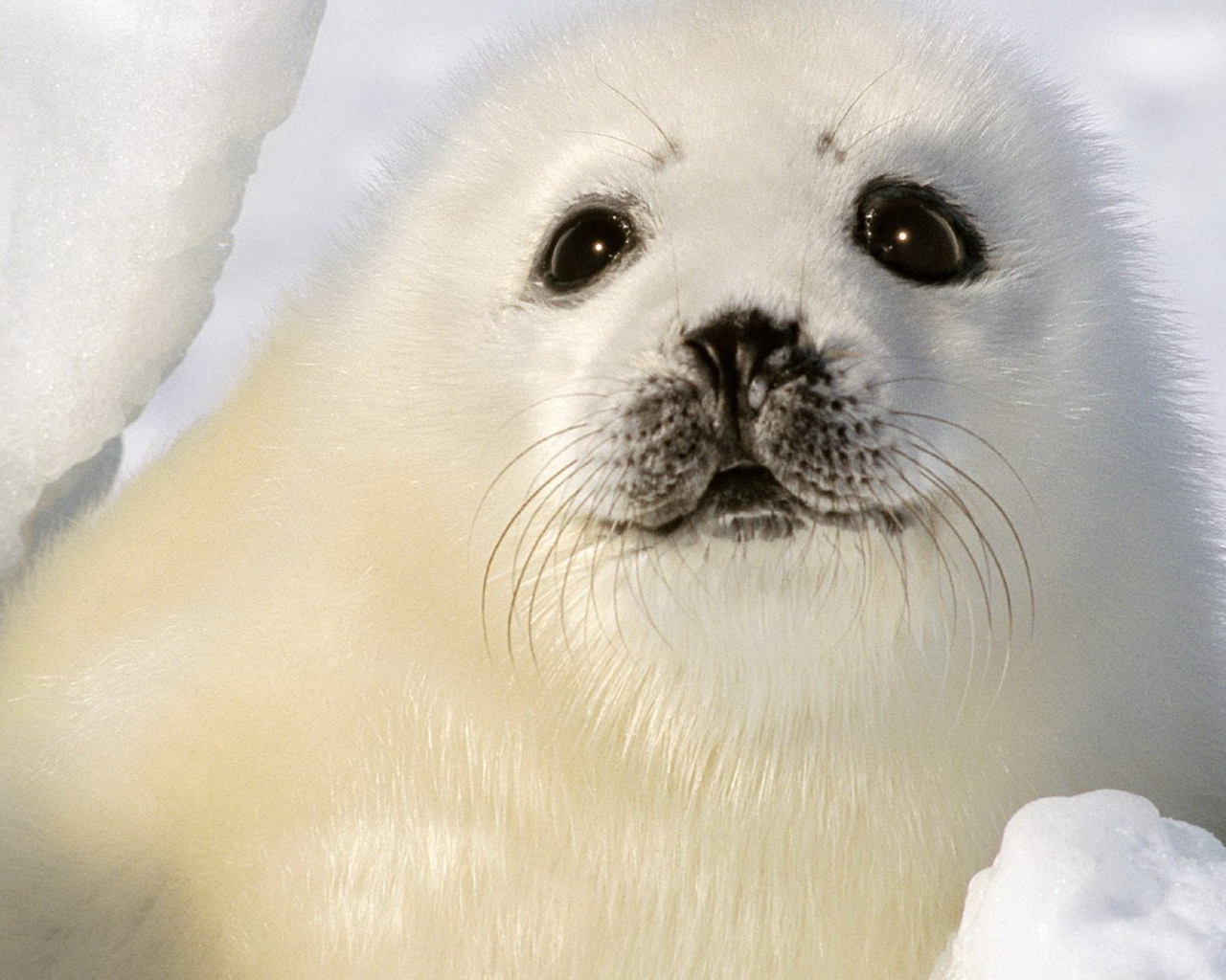 Малыш тюлень