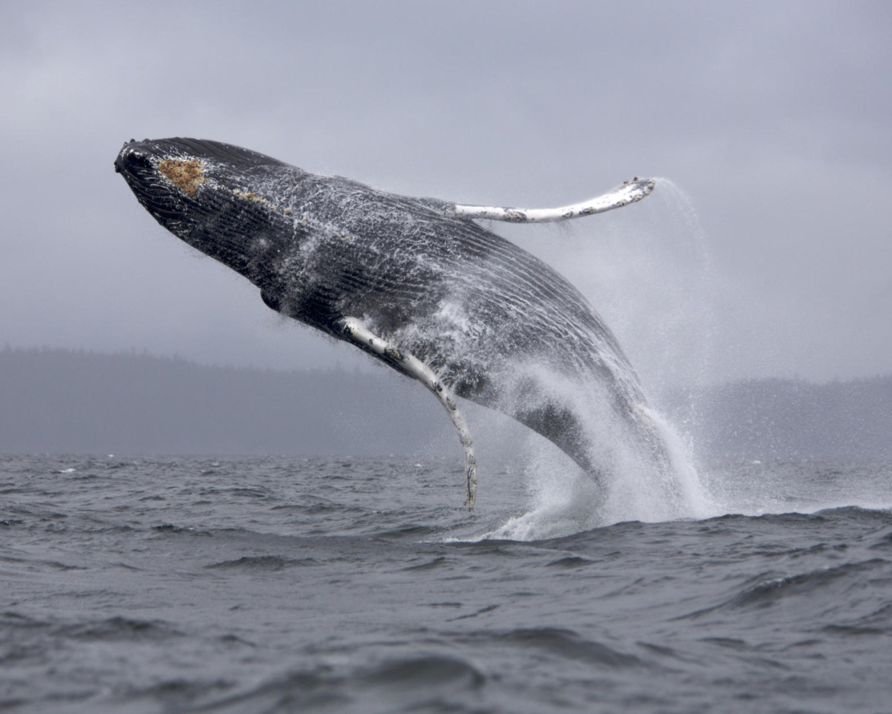 Кит в прыжке