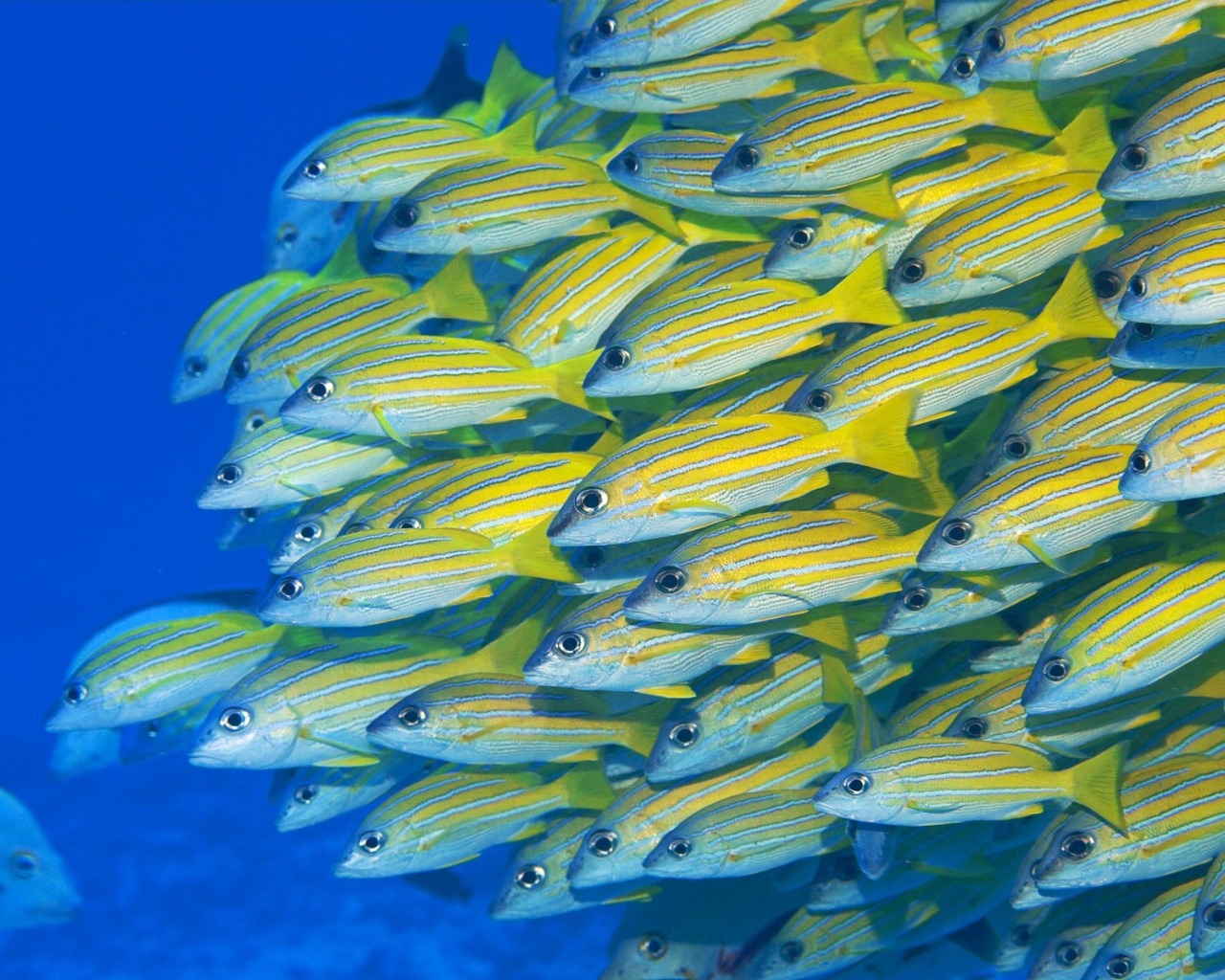 Желтые рыбки