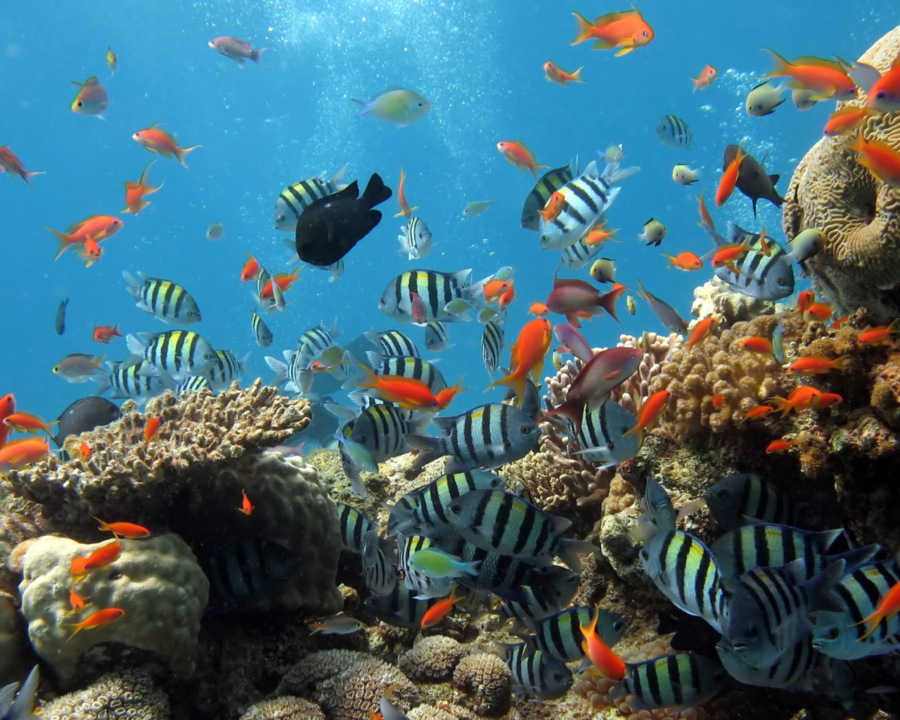 Аквариум рыбки на рабочем столе