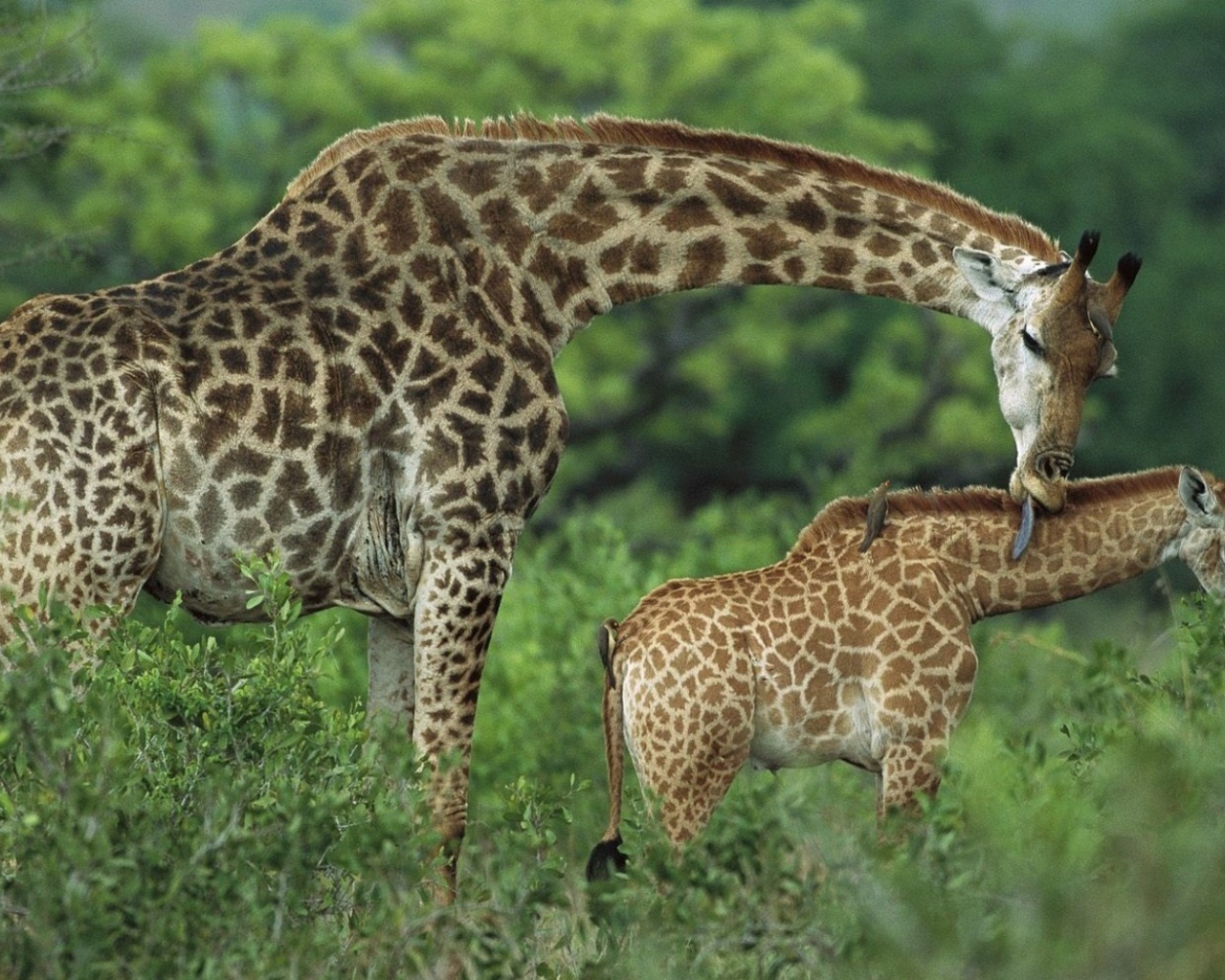 Семья жирафов