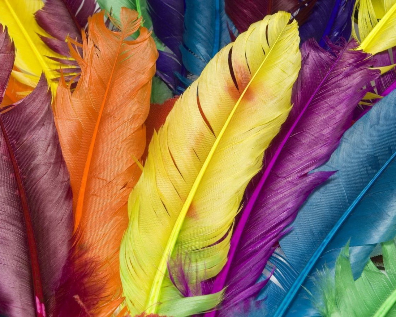 Разноцветные перья