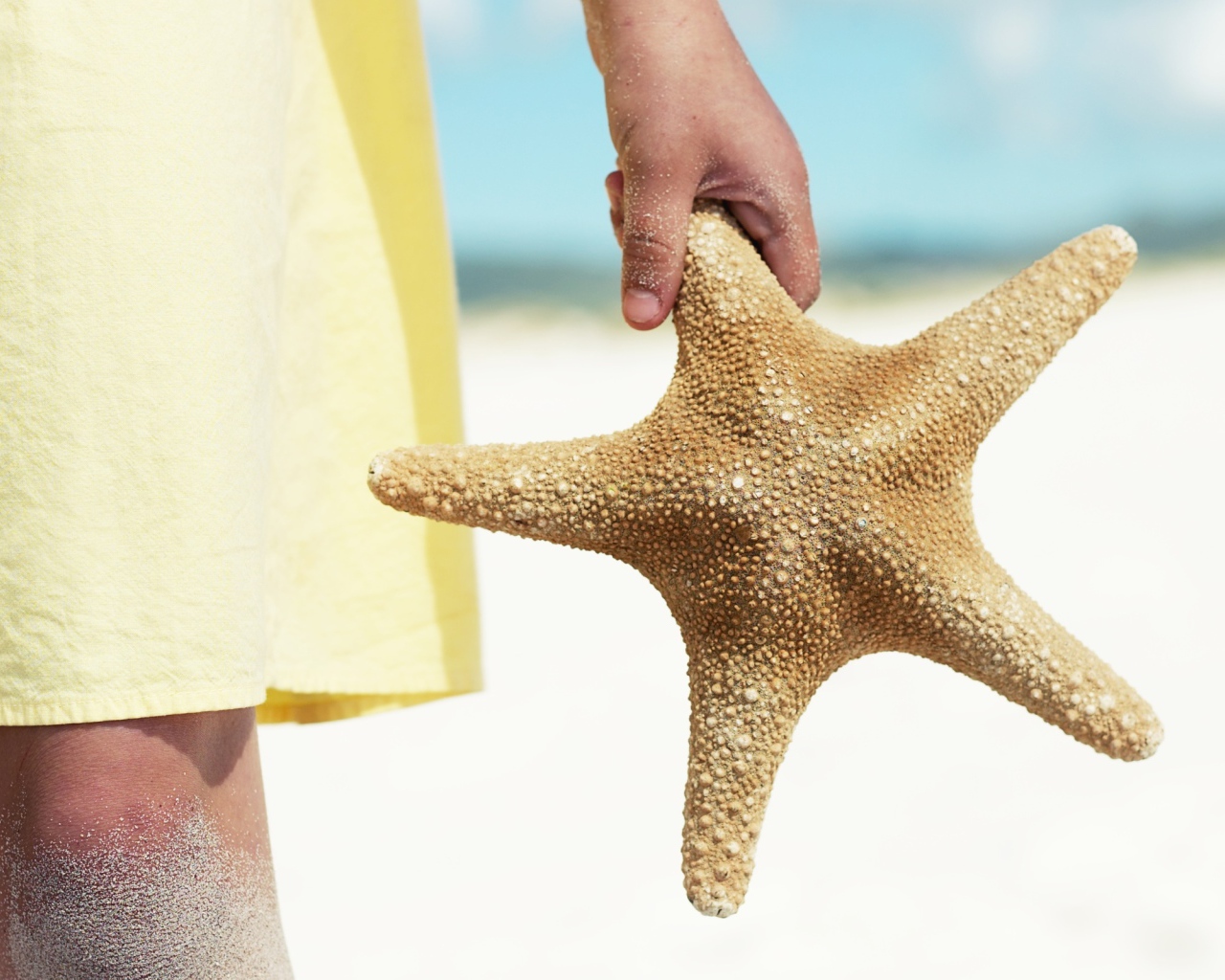 Морская звезда в руке