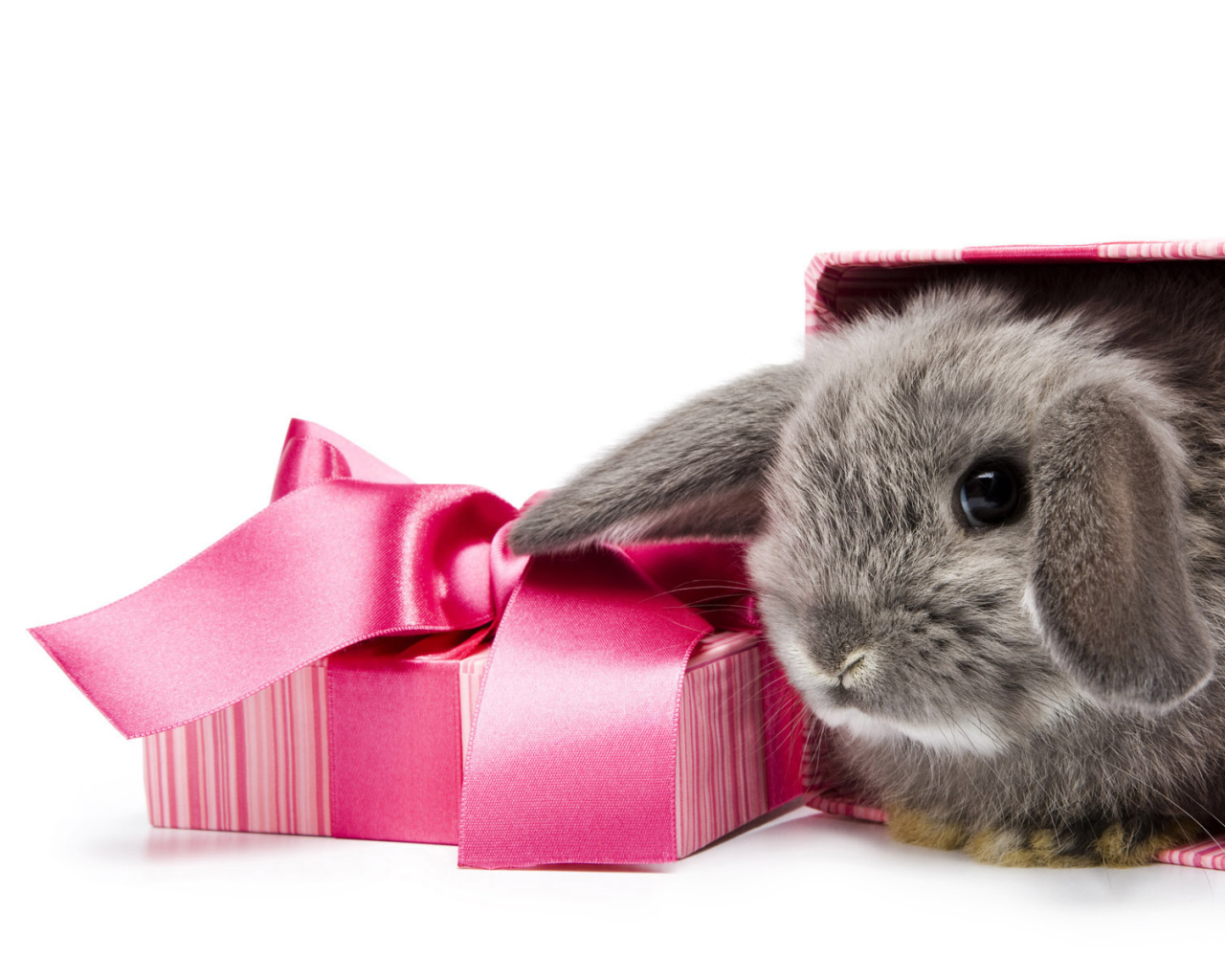 Ушастый подарок