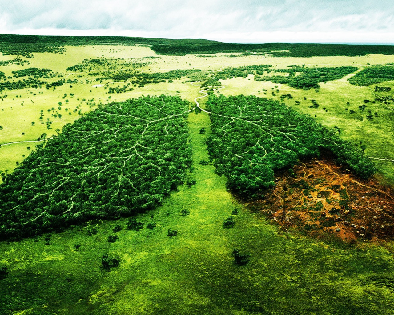 Вырубка леса Больные легкие