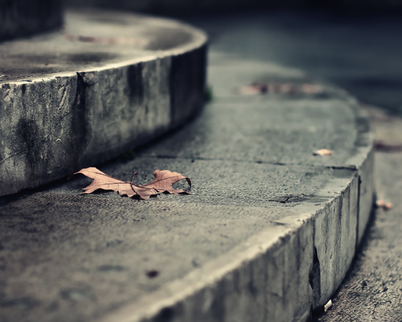 Листья на ступеньках