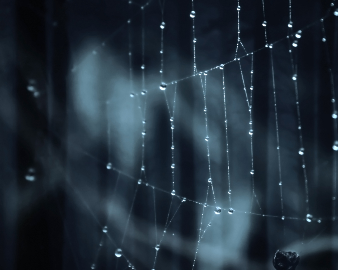 Паутина паук лес