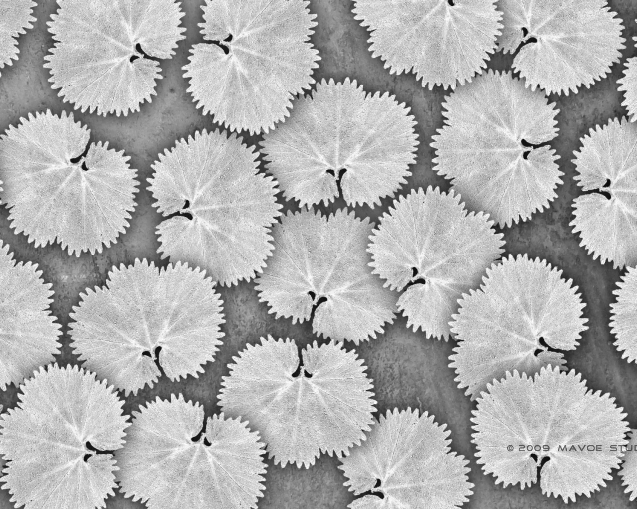 Белые листья