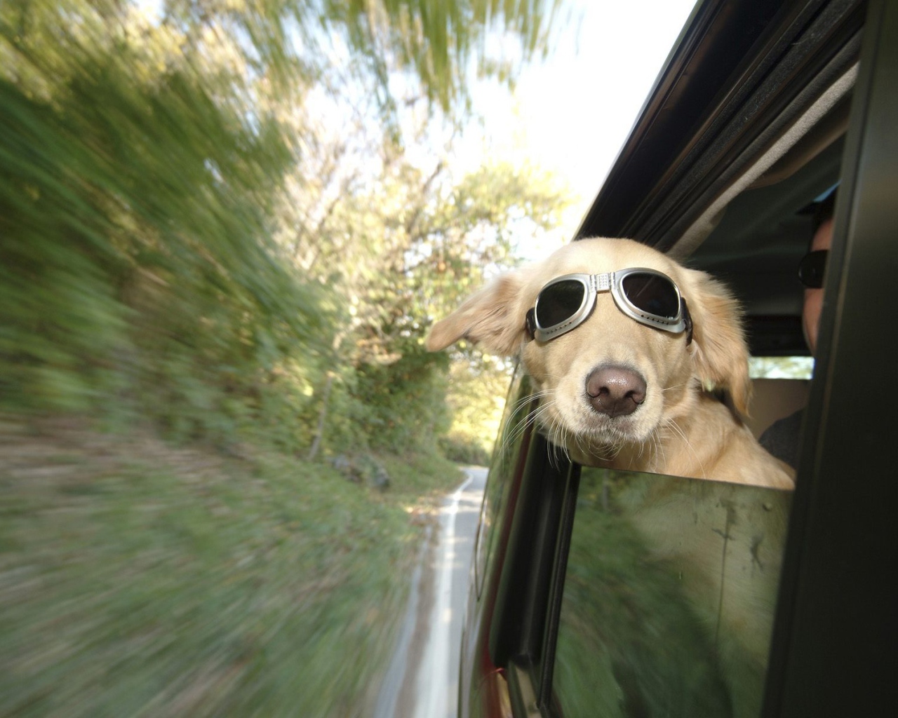 Любитель скорости