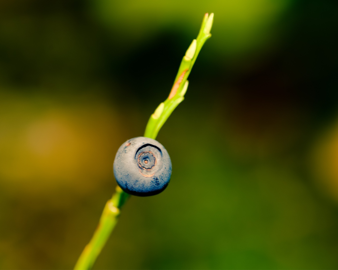 Ягода черника