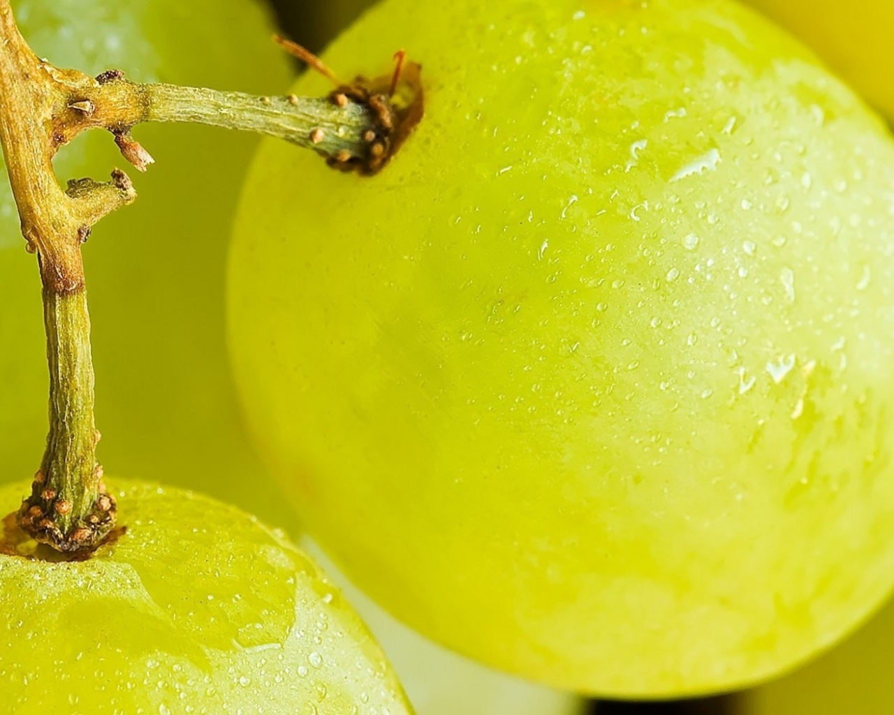 Виноград на веточке