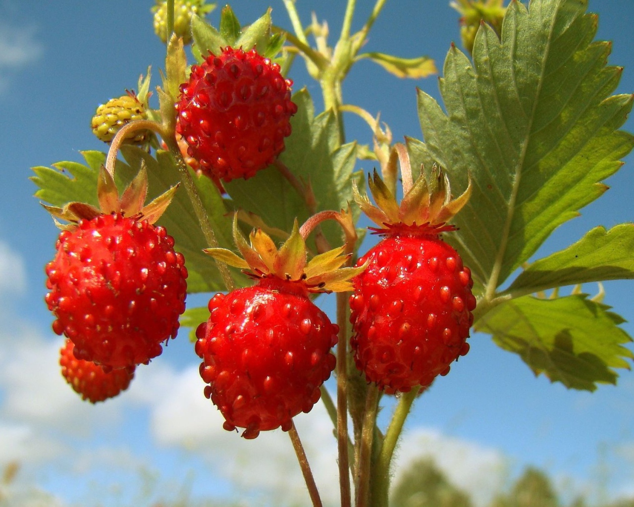 Земляничка