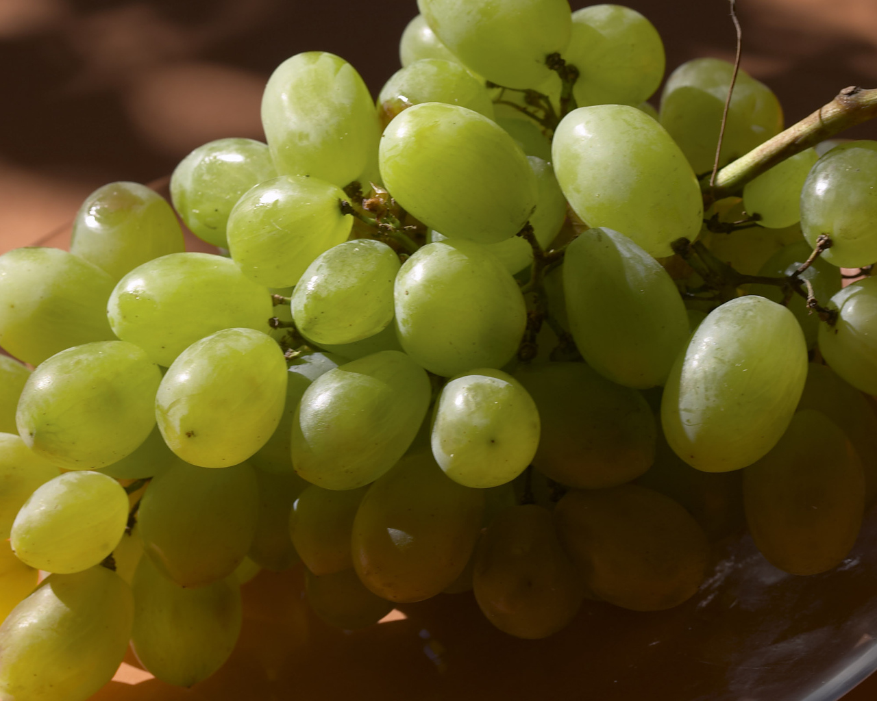 Виноградная лоза