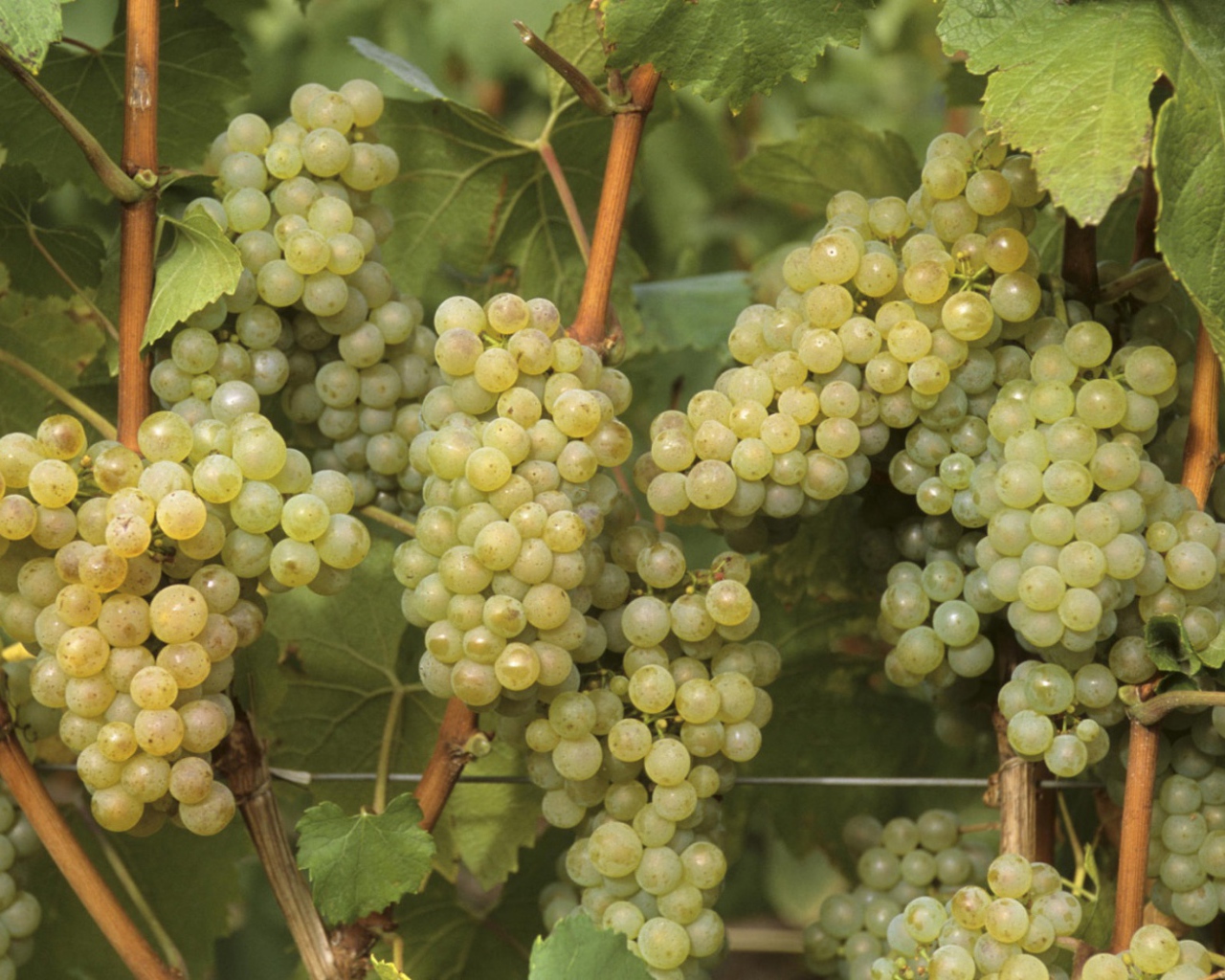 Виноградная лоза