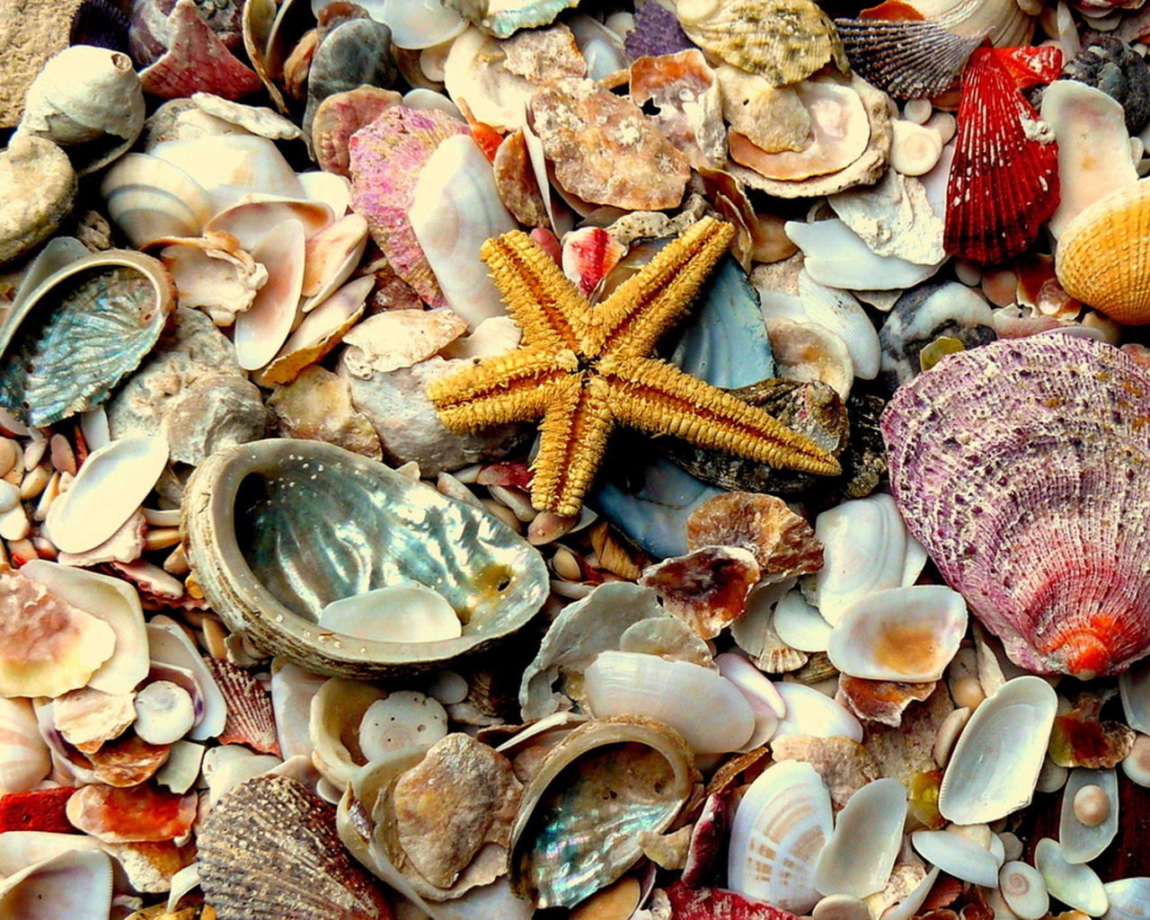 Морские сокровища