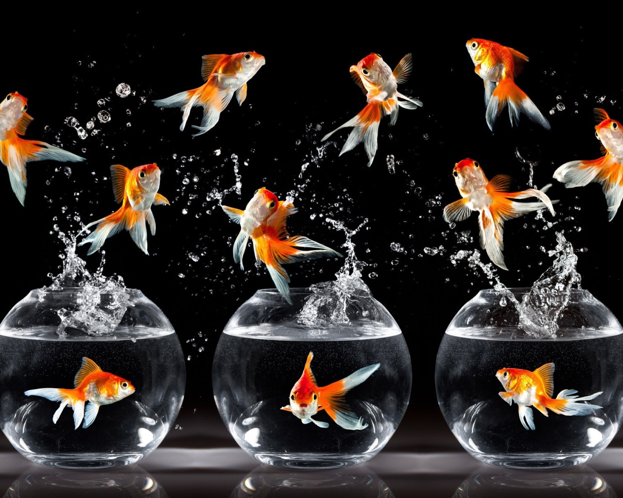 Танцующие рыбки