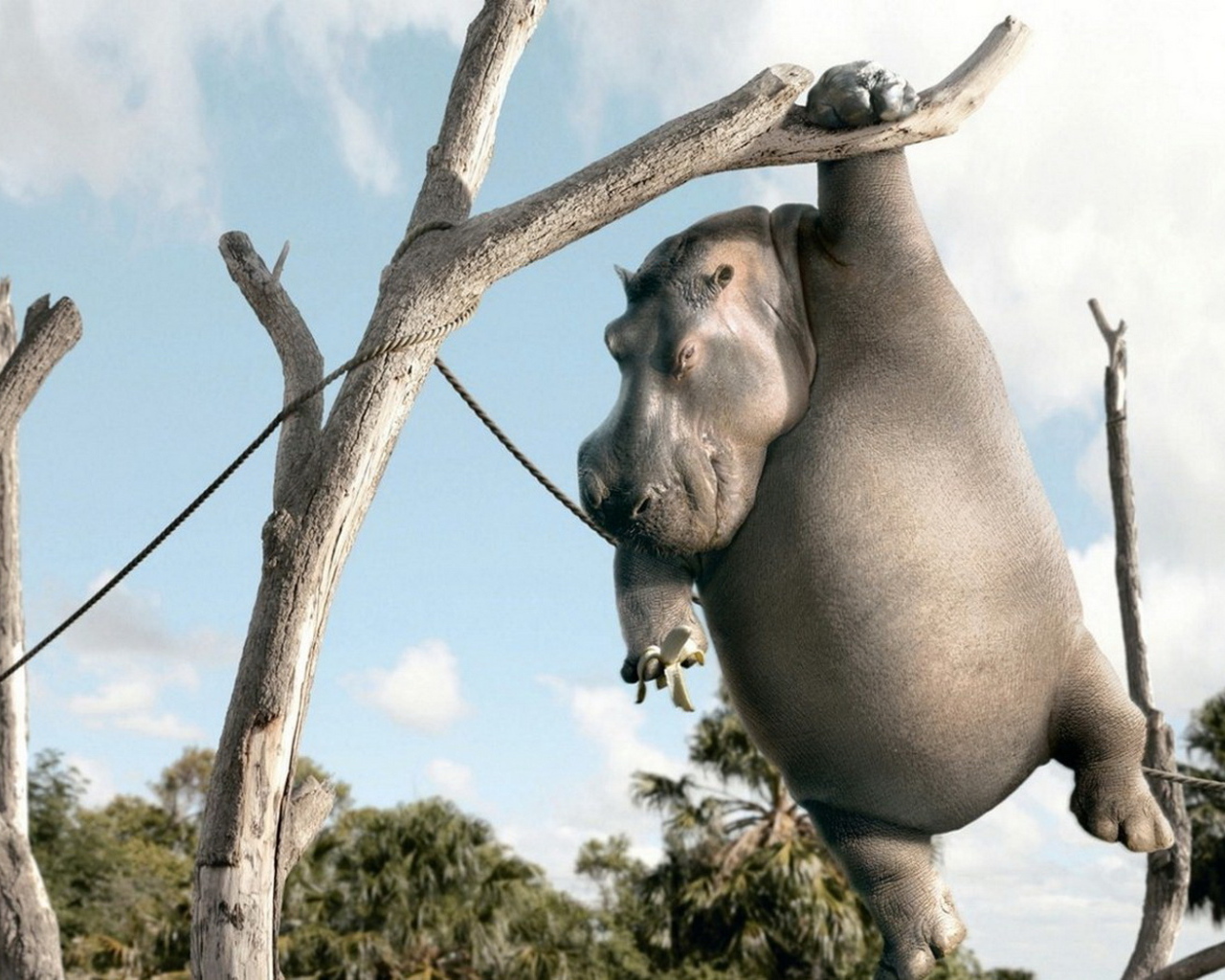 Бегемот с бананом