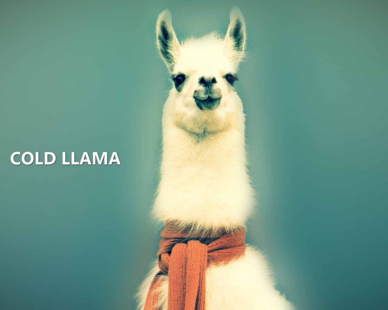 Лама в шарфе