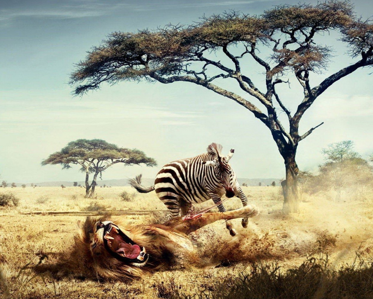 Зебра напала на льва