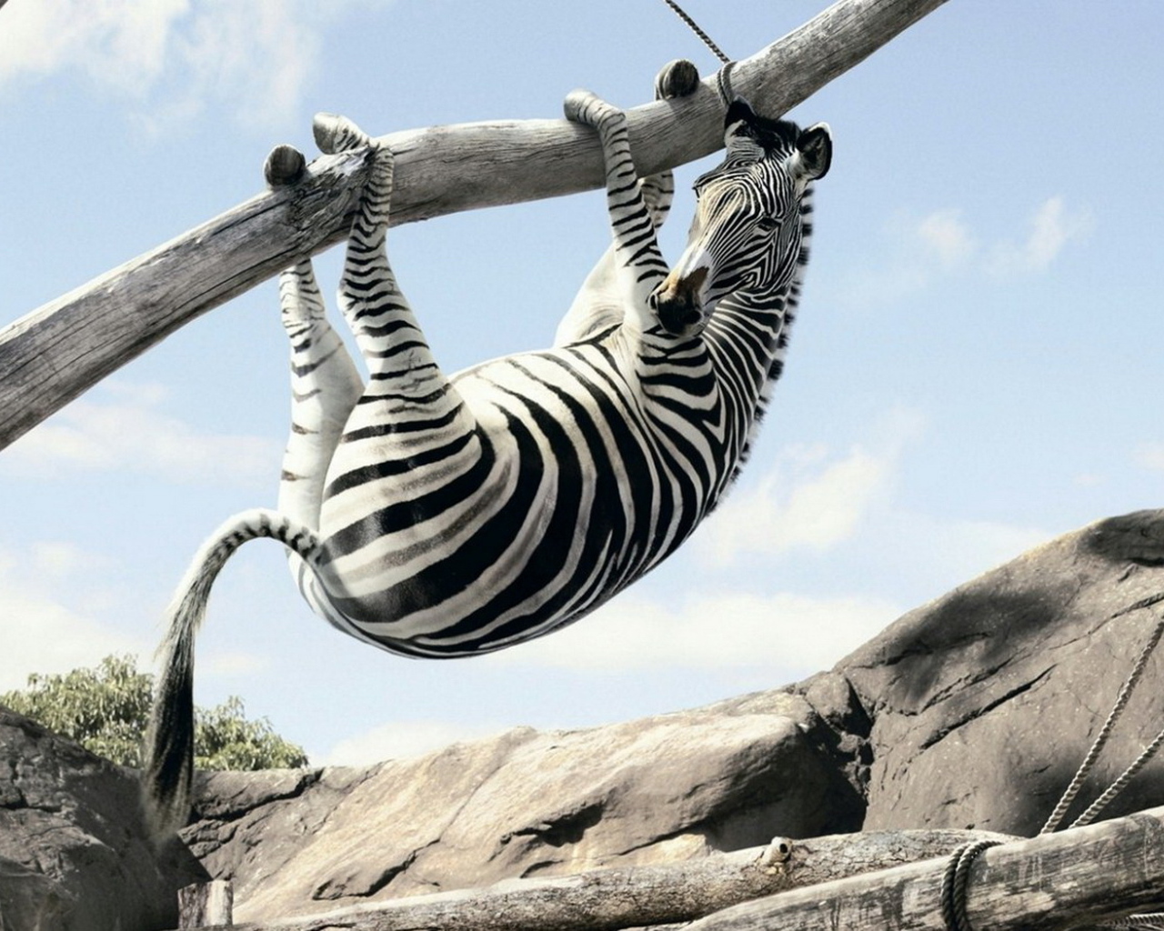 Зебра на ветке