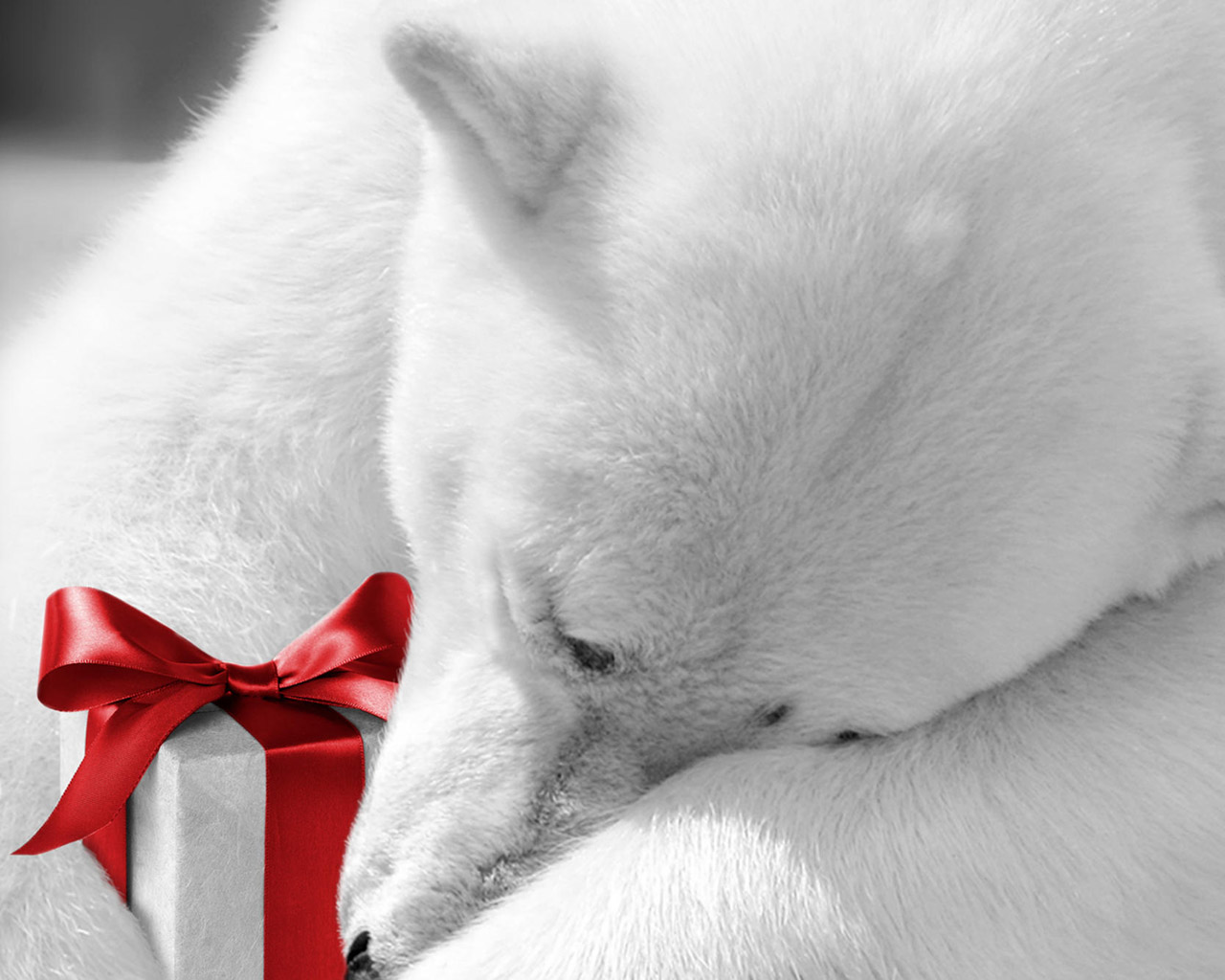 Белый медведь с подарком