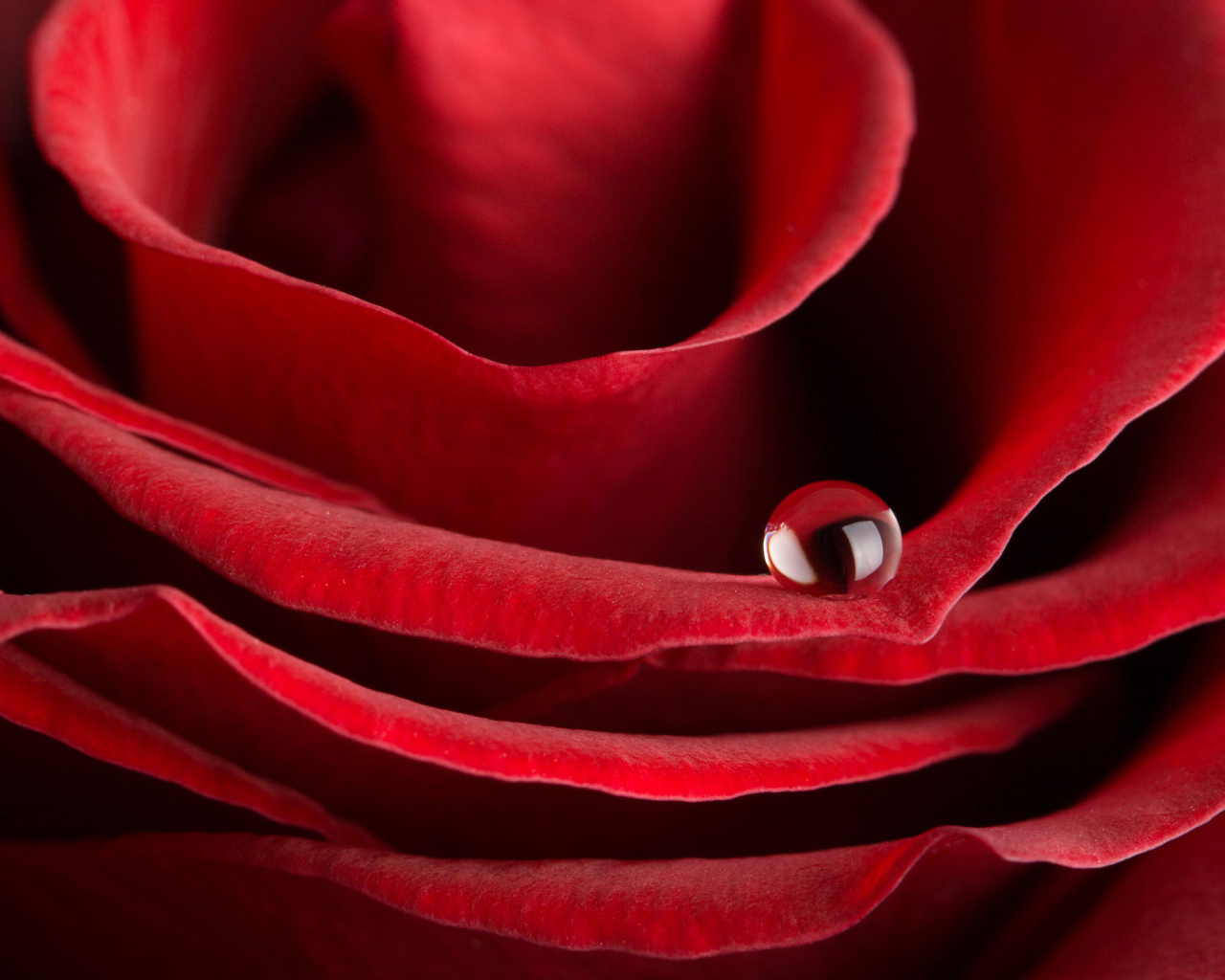 Красная роза на 8 марта