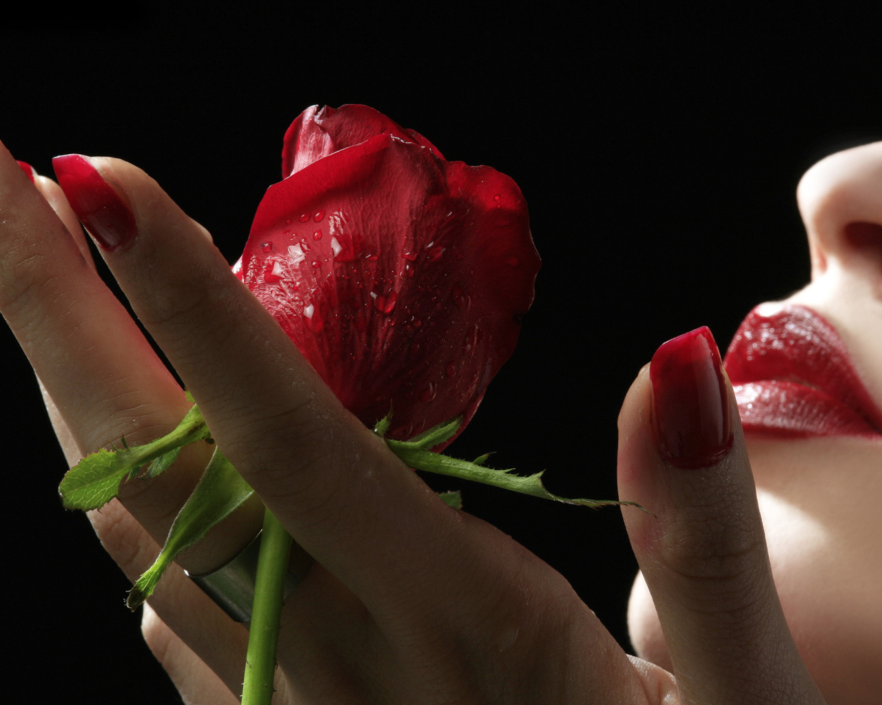 Роза в руках девушки